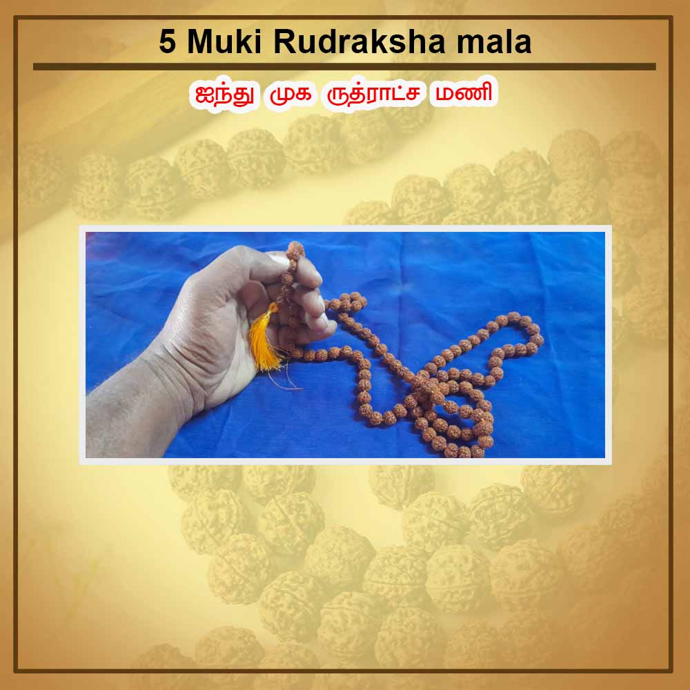 5 Muki Rudraksha mala
